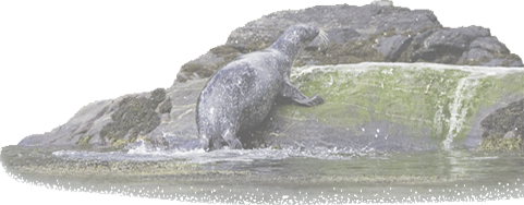 seal