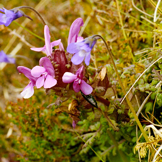 Zoom: Butterwort and lousewort with a beetle along Allt a' Choire Dhuibh