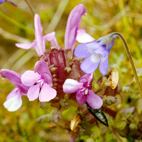 Zoom: Lousewort with a beetle and butterwort along Allt a' Choire Dhuibh