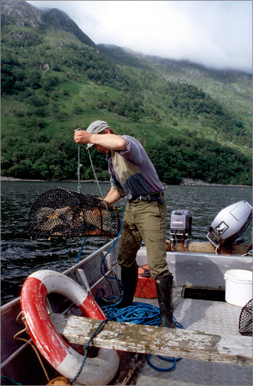 Stephen hauling in a fresh catch of crustacean delicacies from the bottom of Loch Hourn