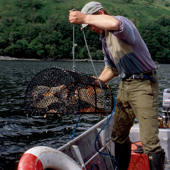 Zoom: Stephen hauling in a fresh catch of crustacean delicacies from the bottom of Loch Hourn