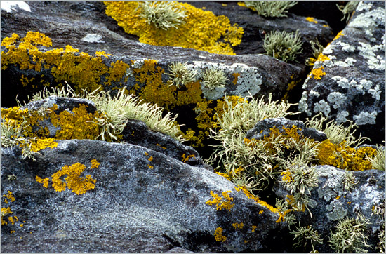 Rocks and lichens in the tidal area between Rubha a' Mhuineil and Eilean a' Mhuineil
