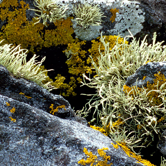 Zoom: Rocks and lichens in the tidal area between Rubha a' Mhuineil and Eilean a' Mhuineil