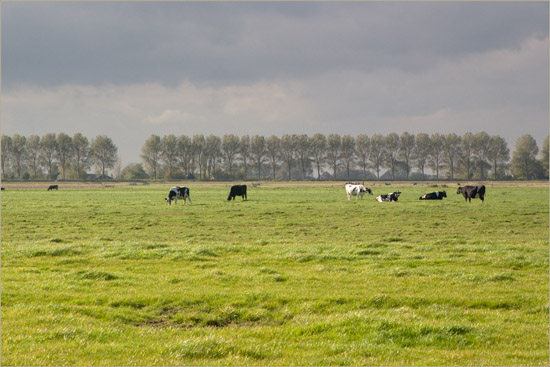 Koeien in de Beetskoog en populieren op de Beemsterdijk in de oktoberzon