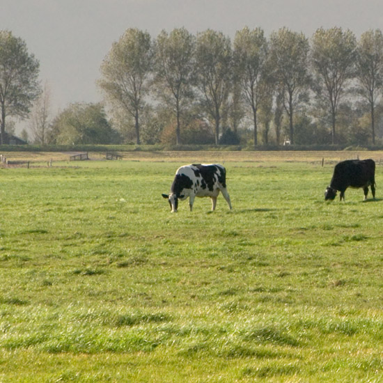 Koeien in de Beetskoog en populieren op de Beemsterdijk in de oktoberzon