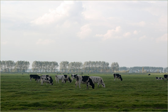 Koeien in de Beetskoog en oktoberpopulieren op de Noorddijk