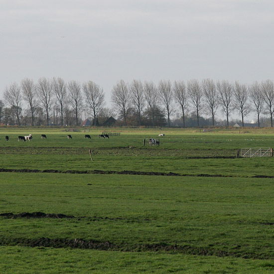 Zoom: Koeien in de Beetskoog en populieren op de Noorddijk, op een novemberochtend