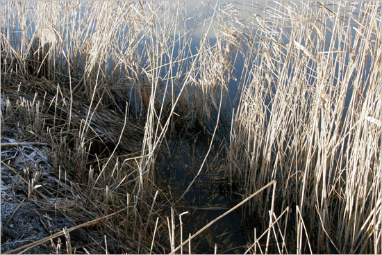 Felle winterzon op het dorre riet aan de oever van de Waterling in de Beschoot