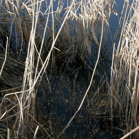Zoom: Felle winterzon op het dorre riet aan de oever van de Waterling in de Beschoot