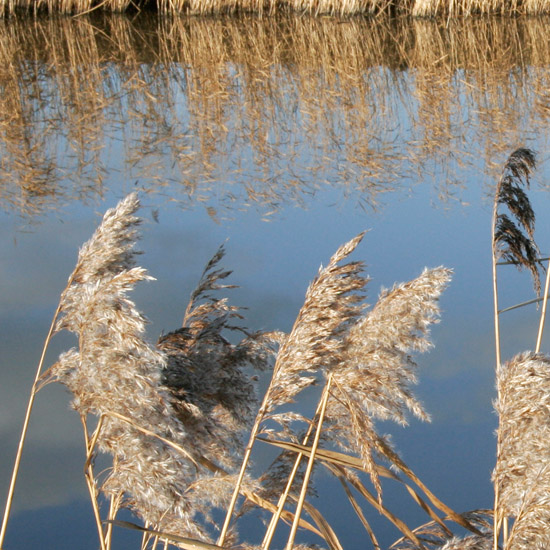 Zoom: Winterse luchtspiegeling in de Waterling in de Beschoot, met drie maal riet