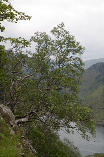 Looking down on Loch Beag from the steep and wooded slope South of Cadha Mhòr