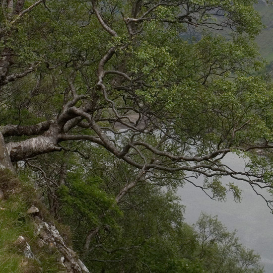 Zoom: Looking down on Loch Beag from the steep and wooded slope South of Cadha Mhòr