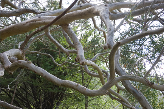 Amongst the well-hidden branches