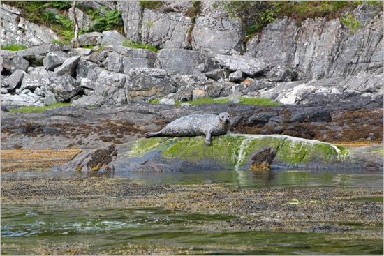 Well-camouflaged harbour seal in Loch Hourn