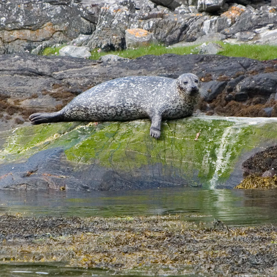 Zoom: Well-camouflaged harbour seal in Loch Hourn