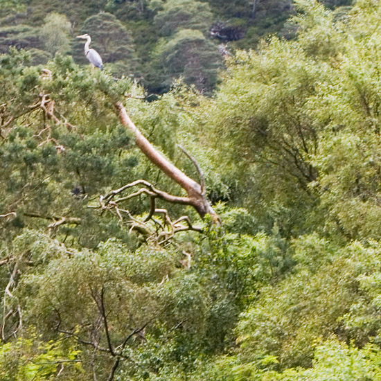 Zoom: Eilean Mhogh-sgeir in Loch Hourn, refuge of herons