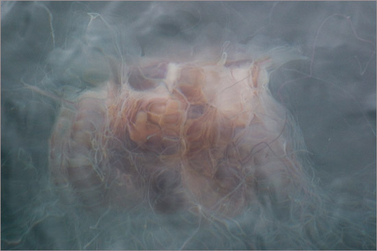A lethal monster entangled in its own tentacles; lion’s mane jellyfish in Loch Hourn