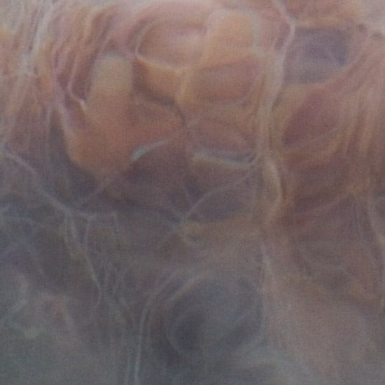 A lethal monster entangled in its own tentacles; lion’s mane jellyfish in Loch Hourn