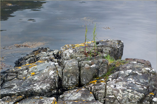 Seaweed, lichen, sorrel and grass in the evening light, along Loch Hourn at incoming tide