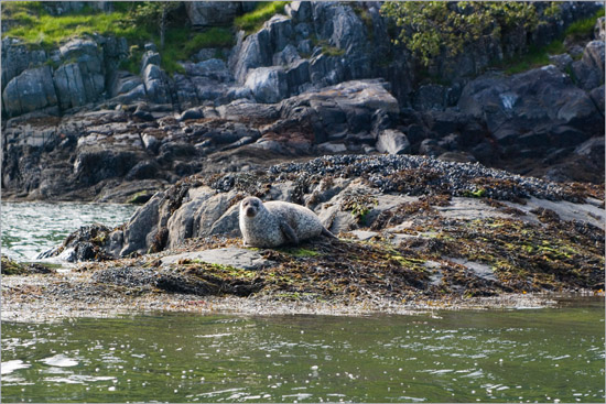 Lazing on a blind rock at low tide
