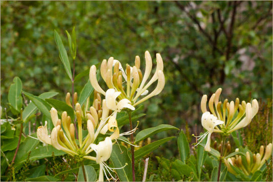 Honeysuckle aglow on the regenerating foothills of Sgurr a'Choire-bheithe