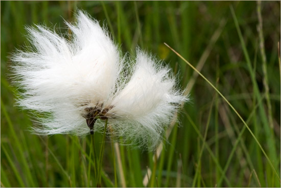 Cotton grass, freshly shampooed and blow-dried
