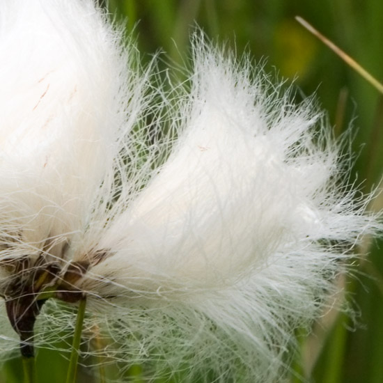 Zoom: Cotton grass, freshly shampooed and blow-dried