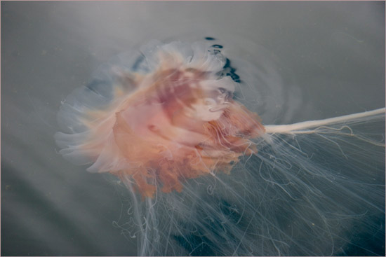 Lion's Mane jellyfish in inner Loch Hourn (2)