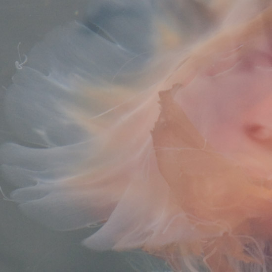 Zoom: Lion's Mane jellyfish in inner Loch Hourn (2)