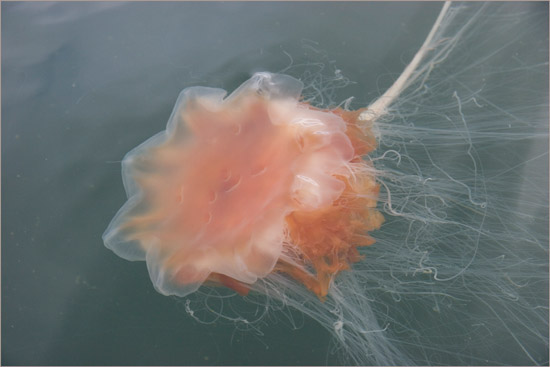 Lion's Mane jellyfish in inner Loch Hourn (1)
