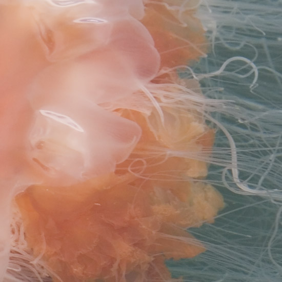 Zoom: Lion's Mane jellyfish in inner Loch Hourn (1)
