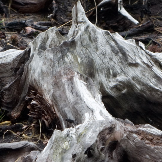 Zoom: Along Loch Quoich's bleak shore, eroding victims of an insatiable craving for energy