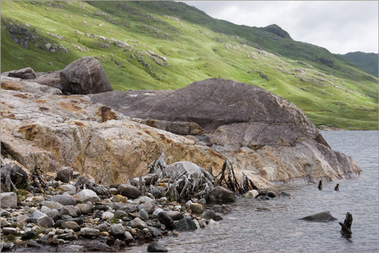 Skeleton coast – drowning relics of a once beautiful glen, now engulfed by Loch Quoich
