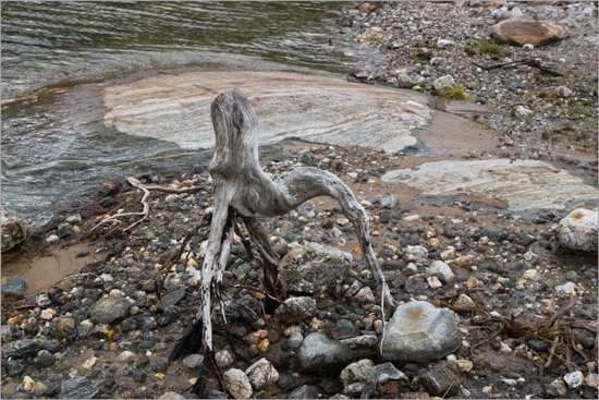 Fossilized triffid, emerging from Loch Quoich