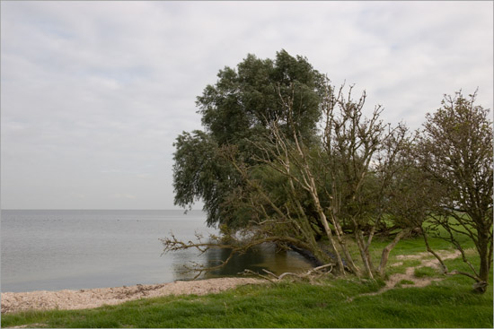 Schapenpad tussen IJsselmeer en Oosterkoog – oude schelpen van de Zuiderzee