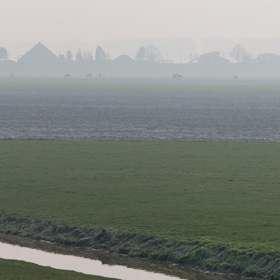 Nevelpaarden vanaf de Noorddijk tussen Oudendijk en Avenhorn