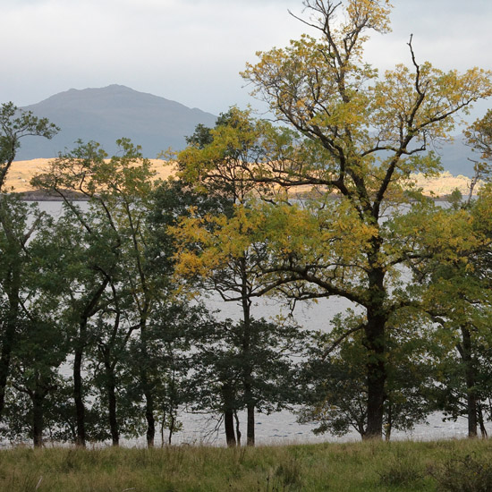 Frivolous autumn trees watching the morning sun showing off on the far side of the loch
