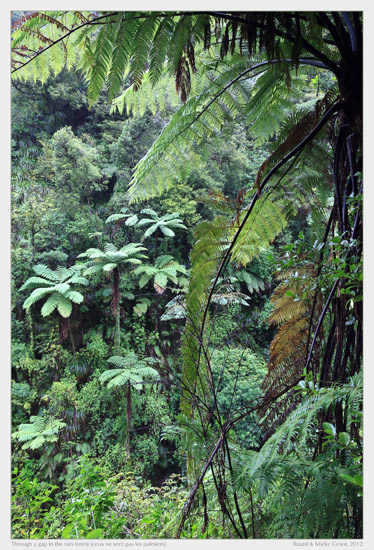 Through a gap in the rain forest (ceux ne sont pas les palmiers) 