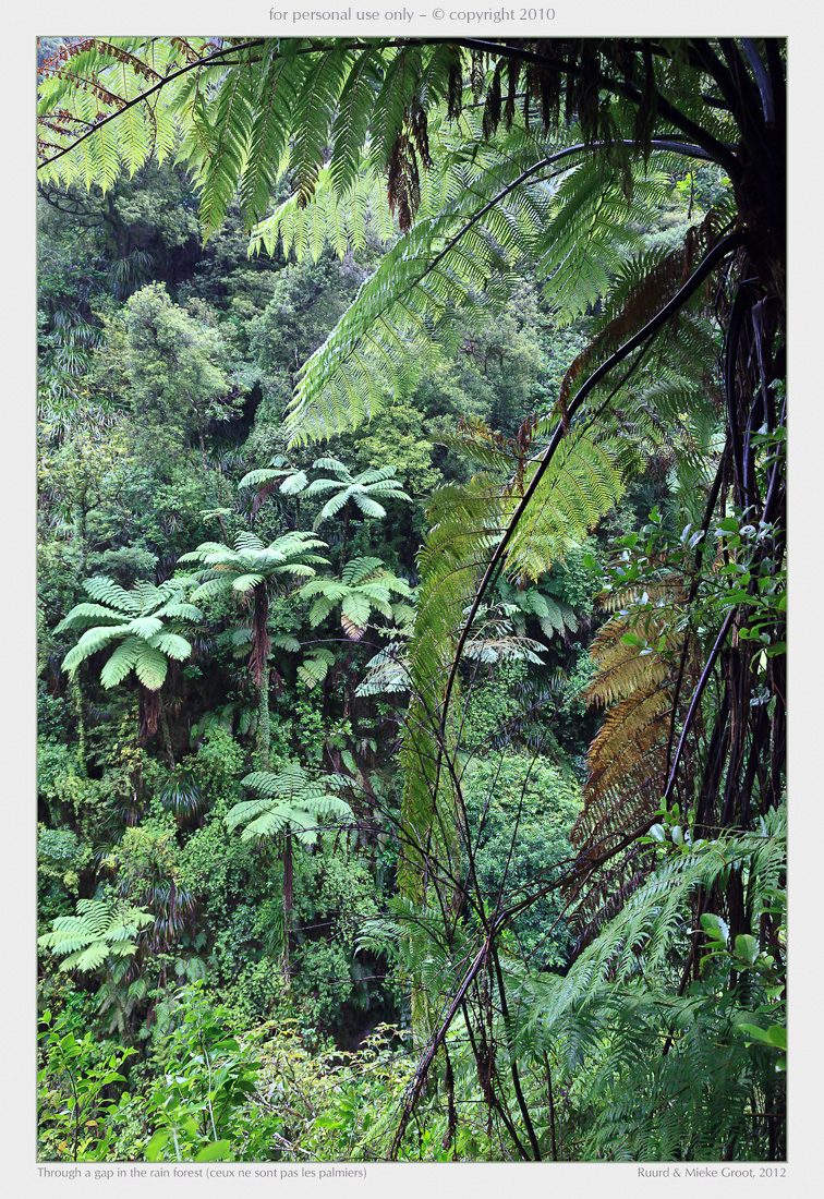 Through a gap in the rain forest (ceux ne sont pas les palmiers)